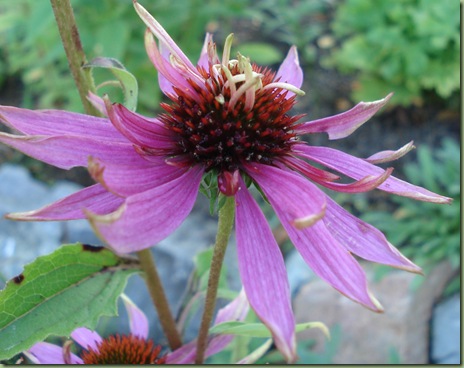 Echinacea purpurea 'dobbeldecker' Echinacea purpurea 'dobbeldecker'